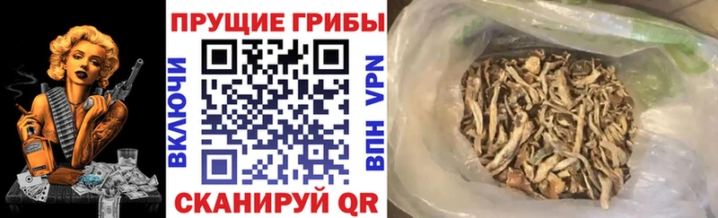 мориарти телеграм  Алексин  Псилоцибиновые грибы Magic Shrooms  магазин продажи  